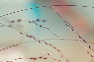 Low angle view of spider web on plant against sky