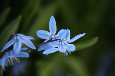 Close-up of insect on flower