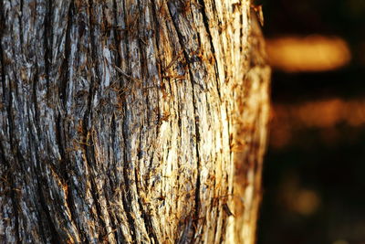 Close-up of tree trunk