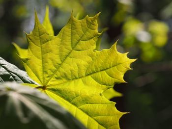 Close-up of leaves on tree trunk