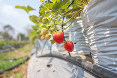 Close-up of strawberry growing on tree