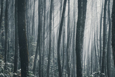 View of trees in forest