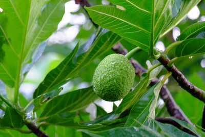 Close-up breadfruit in a garden at chai-nat, thailand.