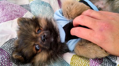 Cropped image of hand touching puppy