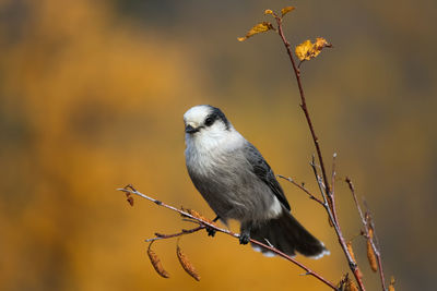 Close-up of jay perching on branch