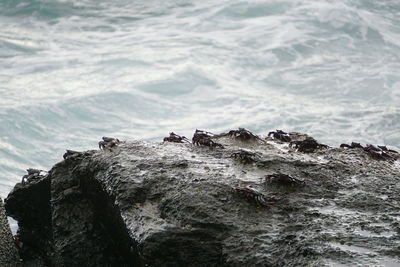 Close-up of rock on sea shore against sky