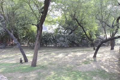 Scenic view of trees in forest
