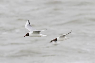 Seagulls flying over sea