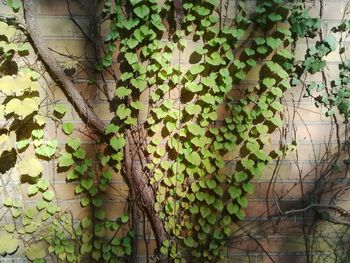 Ivy growing on plant