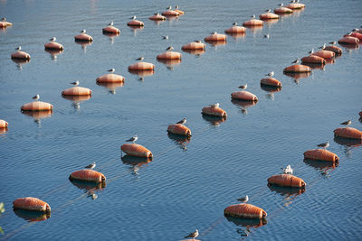 Seagulls sit on barrels of an oyster farm in the sea