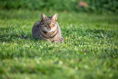 Full-frame shot tabby cat against grassy background