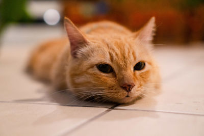 Portrait of cat lying on floor