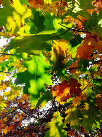 Close-up of yellow maple leaves on tree