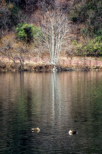 View of ducks swimming in lake