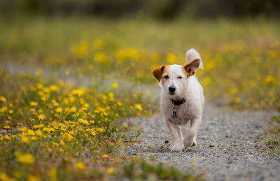 Dog walking by flowers