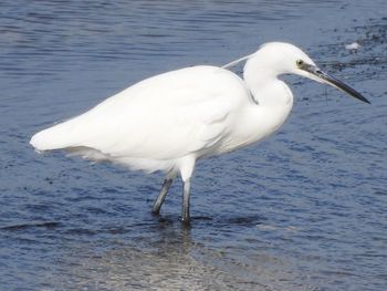 White duck in lake