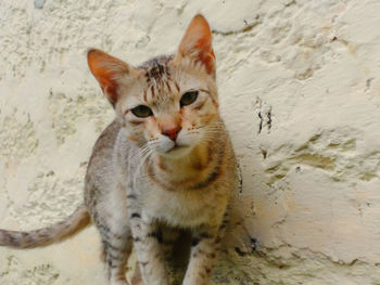 High angle portrait of cat on street