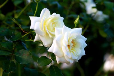 Close-up of white rose