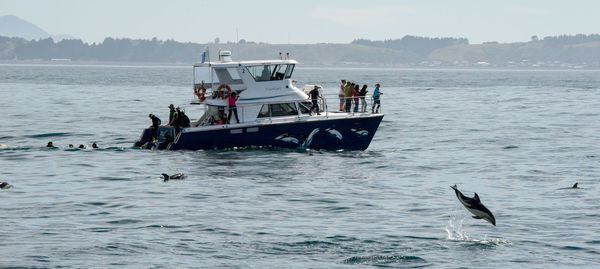 View of birds in sea