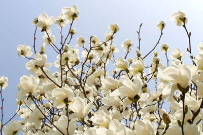 Low angle view of white flowering tree against sky