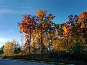 Scenic view of trees against sky