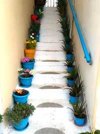 Potted plants on staircase