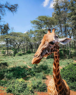 Giraffes on field against sky