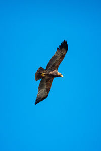 Tawny eagle soars in perfect blue sky