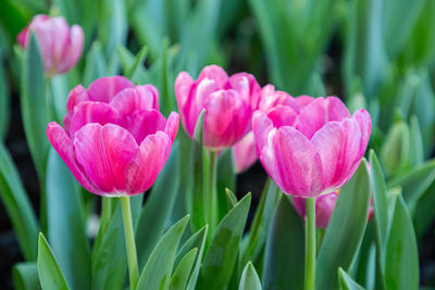 Close-up of pink tulips on field