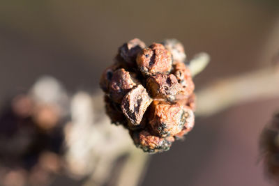 Close-up of dry raspberry on plant