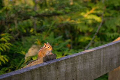 Side view of squirrel on wooden railing