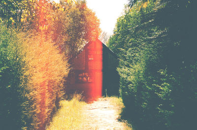 Reflection of trees in water