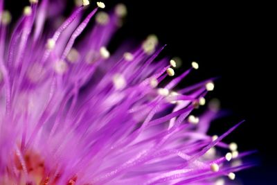 Close-up of pink flower blooming against black background