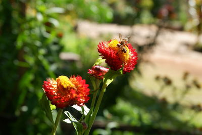 Close-up of red flower blooming outdoors