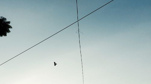Low angle view of birds in flight