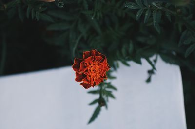Close-up of red flower blooming outdoors