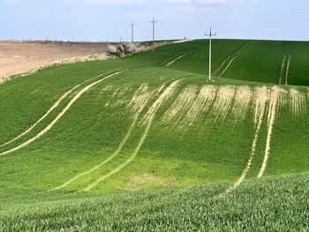 Scenic view of field