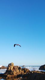 Bird flying over sea