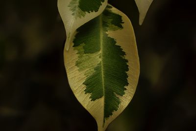 Close-up of leaves on plant