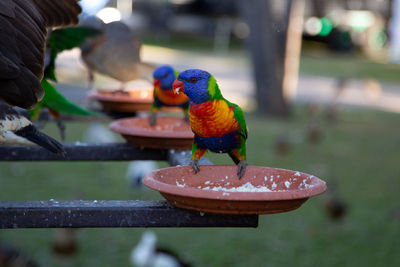 Close-up of parrot eating food