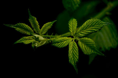 Close-up of fresh green plant against black background