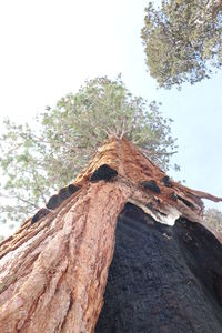 Low angle view of tree against sky