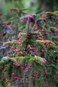 Close-up of pink flowering plant