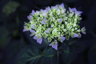 Close-up of purple hydrangea flowers