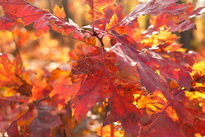 Close-up of maple leaves on tree