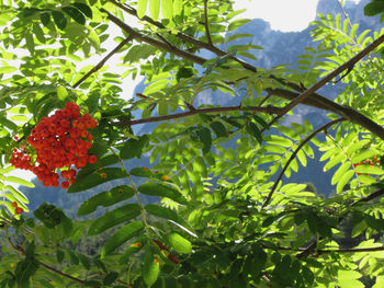 Low angle view of leaves