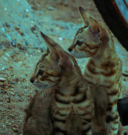 High angle view of cats