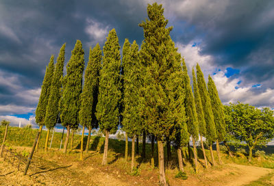 Trees on field against sky