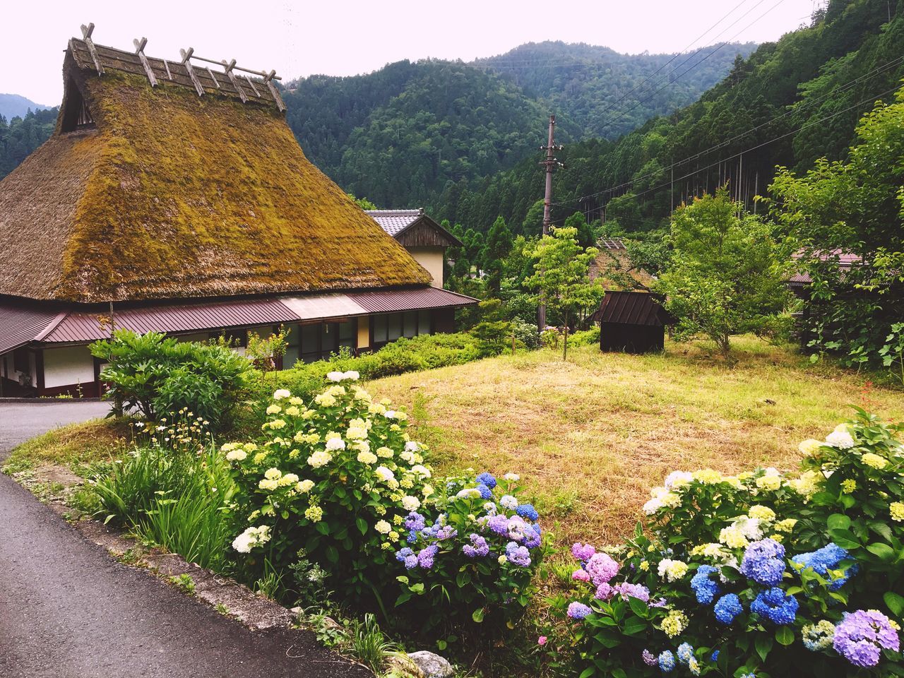 growth, nature, green color, beauty in nature, flower, tree, plant, tranquil scene, agriculture, no people, outdoors, yellow, tranquility, scenics, sky, mountain, day