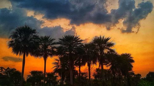 Low angle view of silhouette trees against sky during sunset